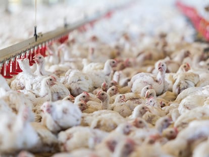 Una granja de pollos, en una imagen de archivo.