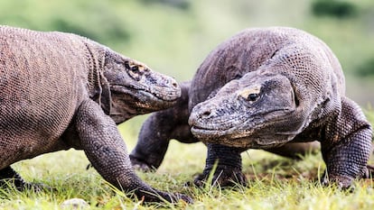 Dos dragones de Komodo intercambiando impresiones.