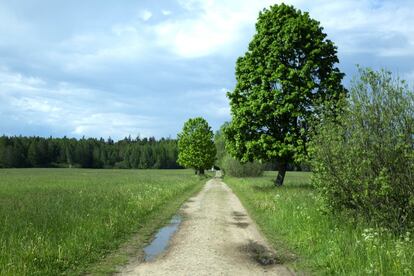 Parque Nacional de Bialowieza (Polonia), declarado Patrimonio Mundial de la Unesco en 1979.