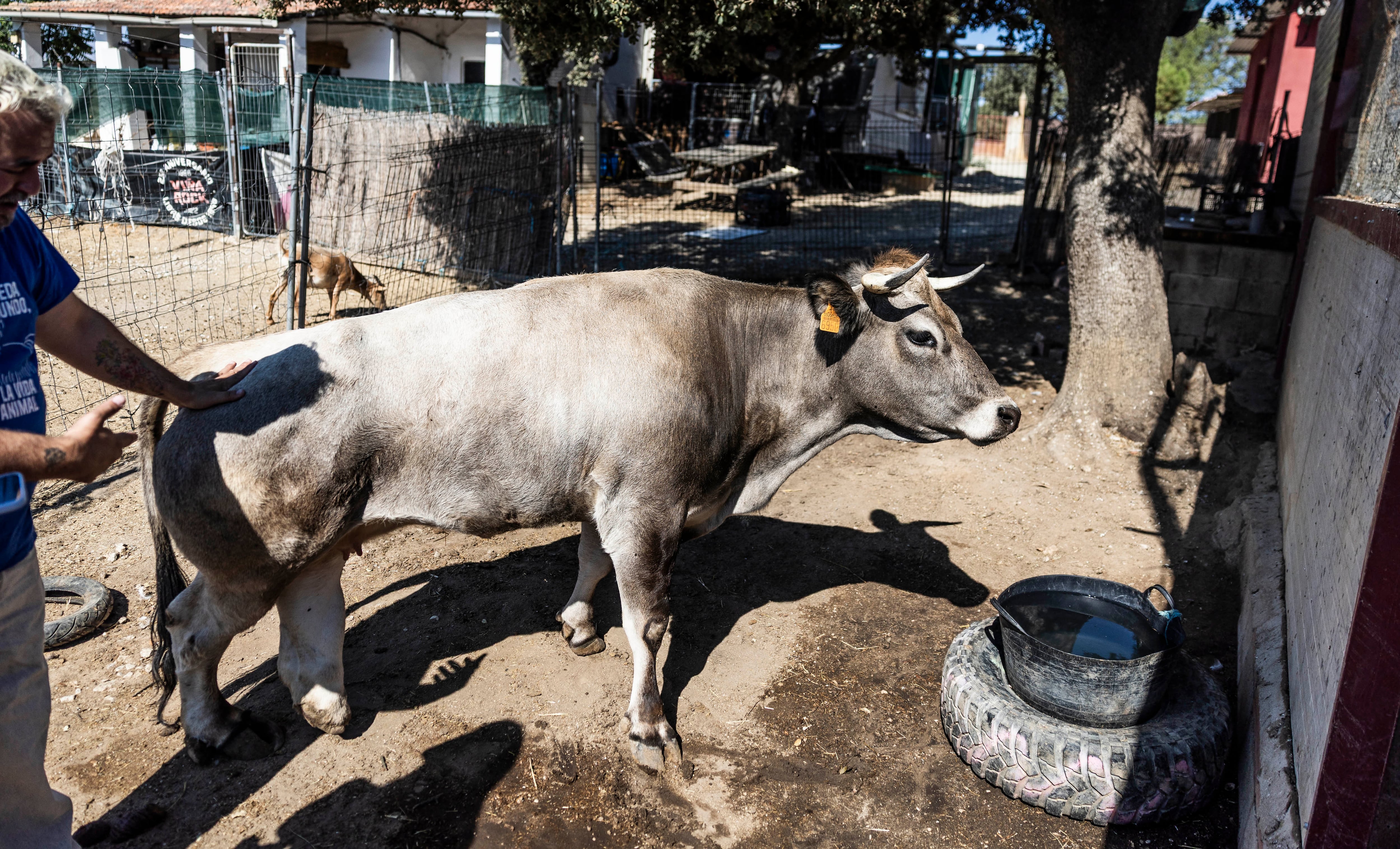 'Sella' con Fernando Sánchez, este lunes en el santuario de animales Salvando Peludos, en Villamanta (Madrid).
