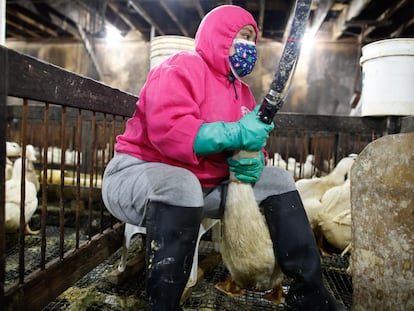 Un empleado ceba a un pato en la granja Hudson Valley Foie Gras, en Ferndale, en el Estado de Nueva York, en marzo pasado.