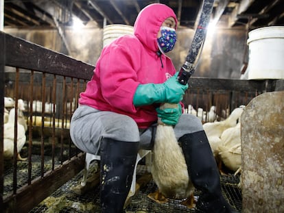 An employee fattens a duck at the Hudson Valley Foie Gras farm in New York last March.