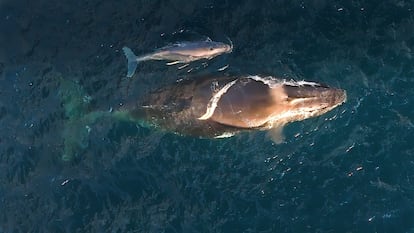 Una ballena y su cría nadan en Kiama, Nueva Gales del Sur, Australia.