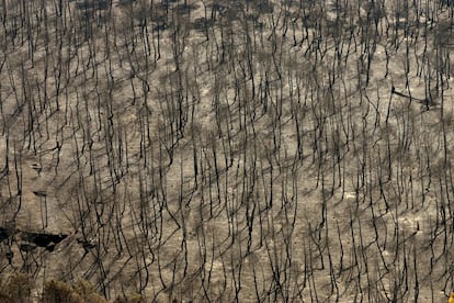 Zona devastada por el incendio forestal que arrasó 13.000 hectáreas en la provincia de Guadalajara en julio de 2005.