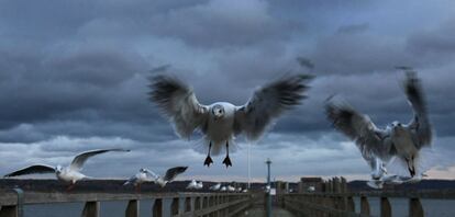 Unas gaviotas se enfrentan al fuerte viento en el lago Ammersee, Bavaria, Alemania.