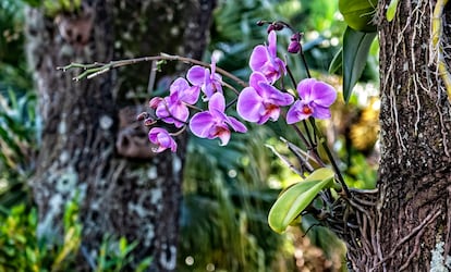 'Phalaenopsis' son orquídeas epífitas que crecen sobre la corteza de los árboles.
