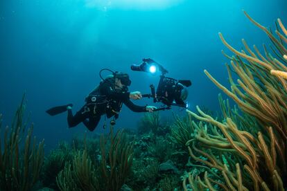 Una integrante de Oceana durante una expedición en los arrecifes de Bajos del Norte, en Yucatán, en 2021. 