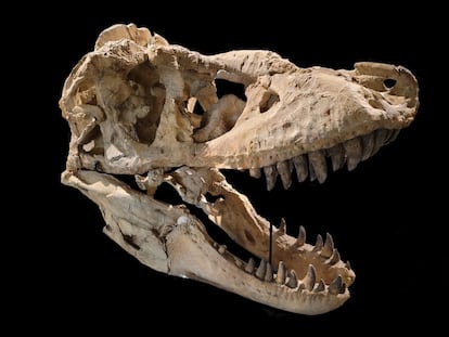 Tarbosaurus, gigantesca especie de tiranosaurio mongol
