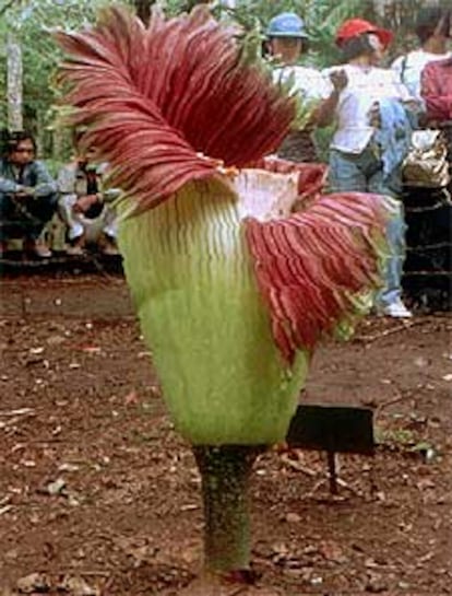 Ejemplar de <i>Rafflesia arnoldi</i> en un jardín botánico de Bali.