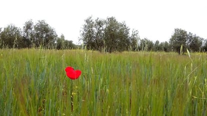 Campo entre Torrenueva y Torre de Juan Abad (Ciudad Real) donde Quantum investiga tierras raras.