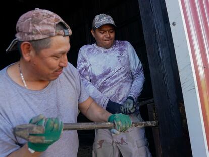 Dos trabajadores migrantes de Veracruz (México) trabajan en una granja en Kentucky, en marzo de 2024.