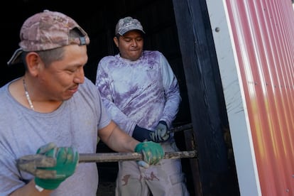 Dos trabajadores migrantes de Veracruz (México) trabajan en una granja en Kentucky, en marzo de 2024.