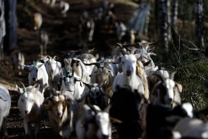 Un grupo de cabras son guiadas hacia las zonas secas de San Juana.