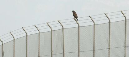 Un halc&oacute;n otea el horizonte desde la valla del aeropuerto de Castell&oacute;n, el pasado febrero.