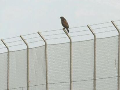 Un halc&oacute;n otea el horizonte desde la valla del aeropuerto de Castell&oacute;n, el pasado febrero.