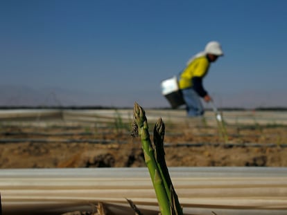 Un agricultor trabaja en un campo de espárragos al sur de la ciudad de Ica, en Perú.