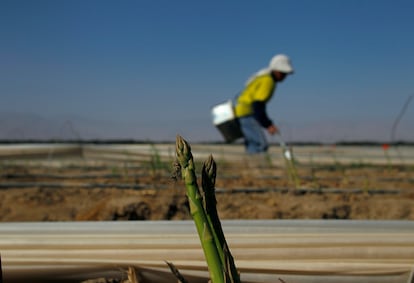 Un agricultor trabaja en un campo de espárragos al sur de la ciudad de Ica, en Perú.