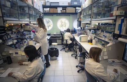 Desde la izquierda, las investigadoras Li Wang, Ana Esteban, Sonia Zúñiga y Melisa Bello, durante el trabajo de estudio del SARS CoV-2 en el Laboratorio de Seguridad Biológica de nivel 1.