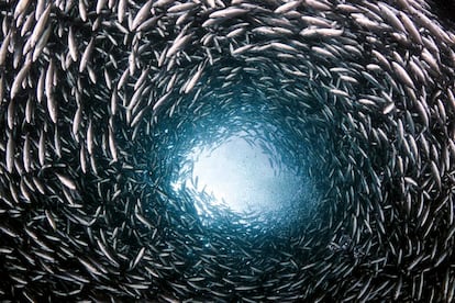 Un banco de peces nadando en círculo.