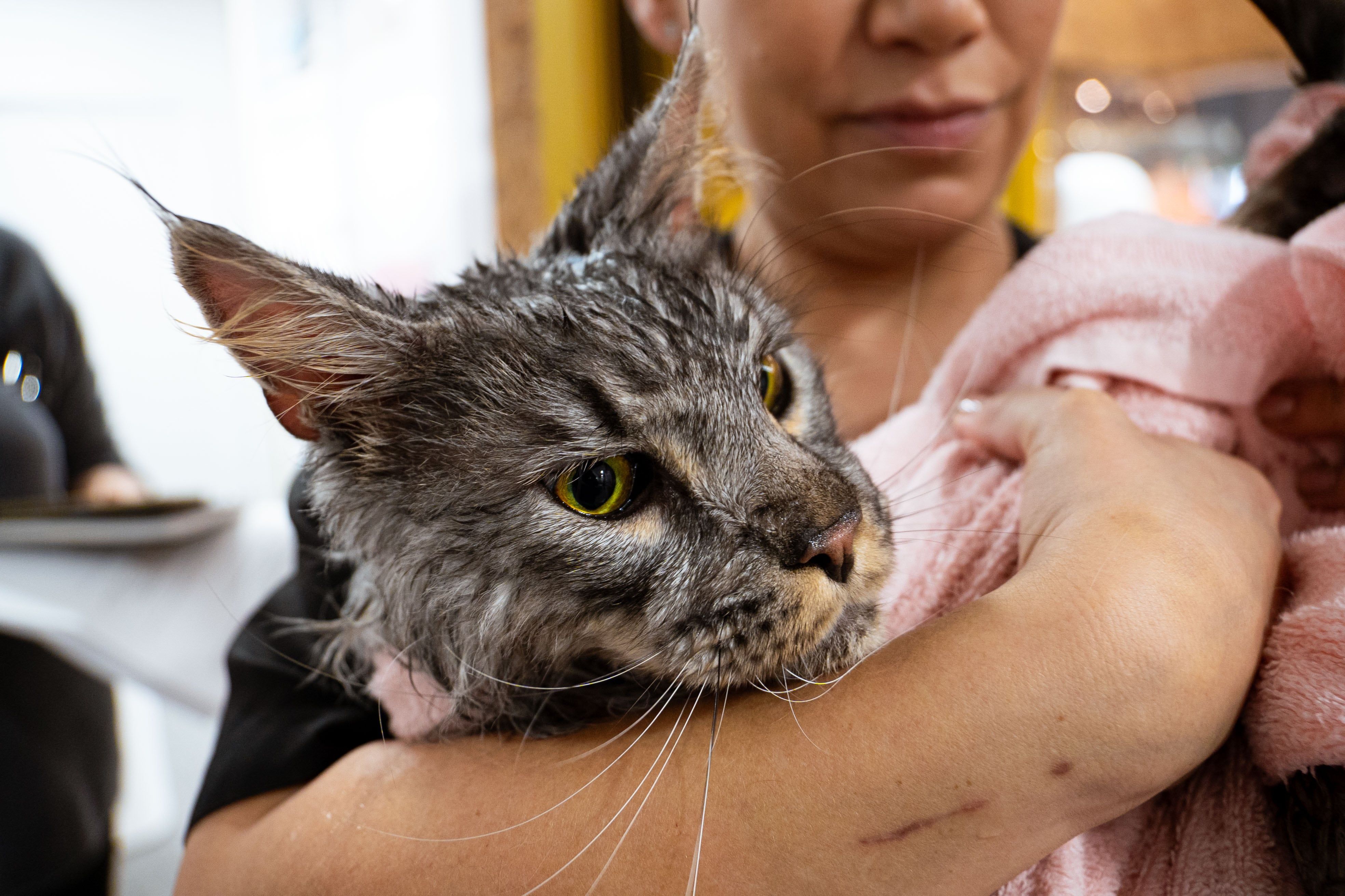 'Lion' sale del baño arropado por Tete, que lo lleva hasta la estancia donde le cepillarán y secarán.