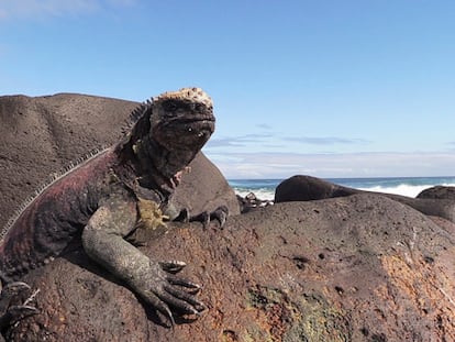 Manual de instrucciones para visitar las islas Galápagos