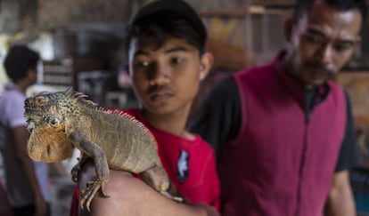 Un vendedor del mercado de Pramuka, en Yakarta, exhibe una iguana de Kalimantán.