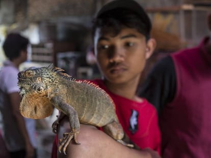 Un vendedor del mercado de Pramuka, en Yakarta, exhibe una iguana de Kalimantán.