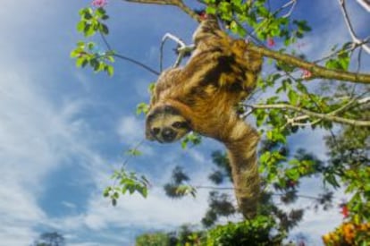 Un perezoso en el santuario de Aviarios del Caribe, en Costa Rica.