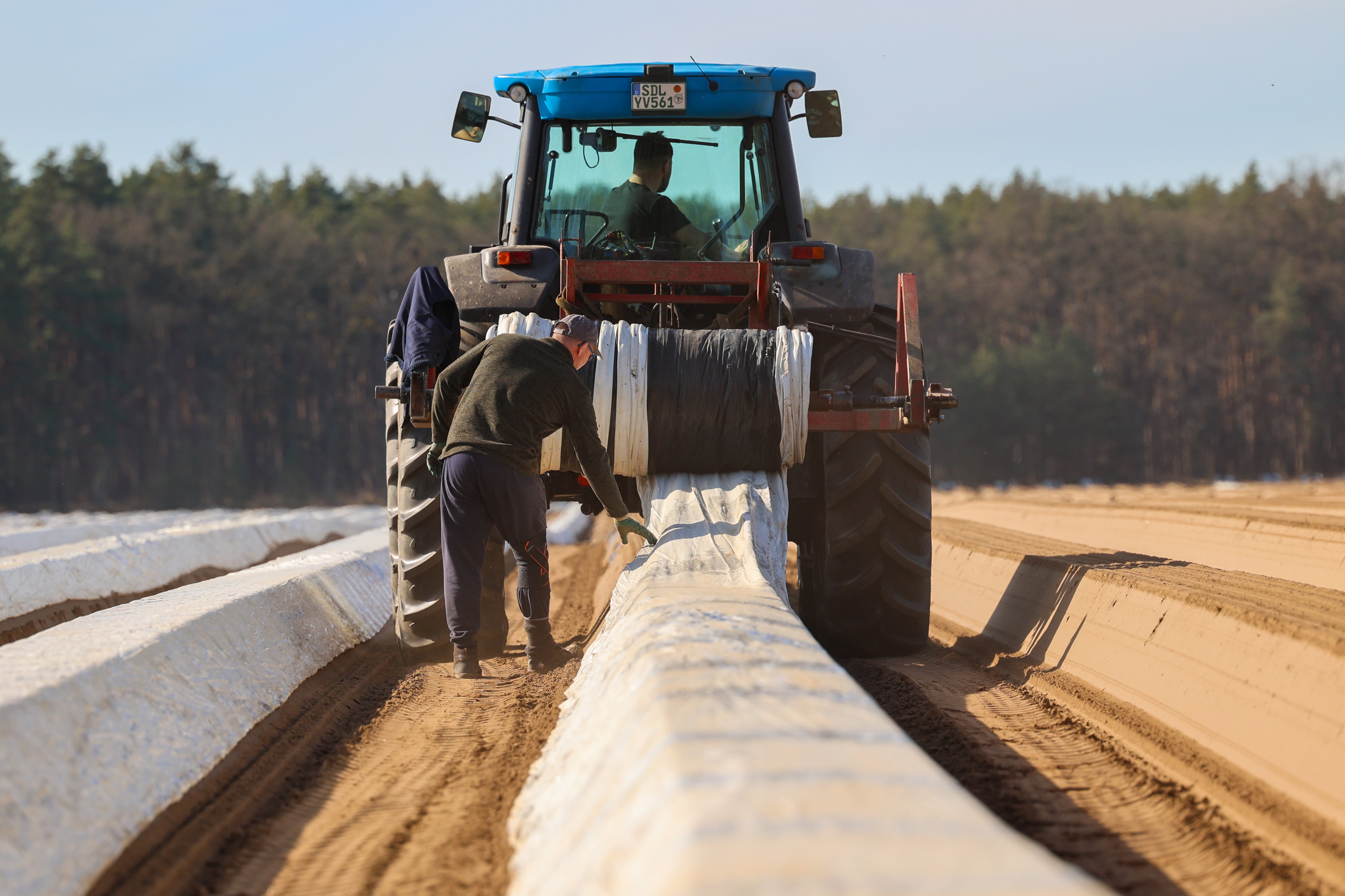  Un tractor en un campo de espárragos en el municipio de Schelldorf, en el estado de Sajonia-Anhalt, el 5 de marzo de 2025