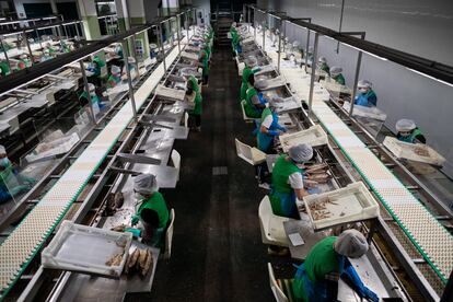 Instalaciones de una planta de Actemsa, empresa dedicada a la importación y exportación de pescado congelado, en Galicia, en agosto.