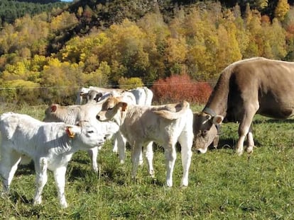 Carne sin macrogranjas: cómo comprar a productores de ganadería extensiva