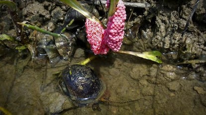 La plaga del caracol manzana arrasa arrozales.