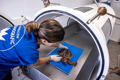 Cámara hiperbárica del centro en la que introduce a las tortugas que llegan con problemas debido a la descompresión. 