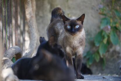 Colonia felina en el Alcázar de los Reyes Cristianos, en Córdoba, este mes de agosto.