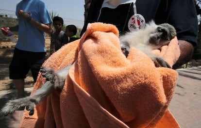 Uno de los monos del zoo de Khan Yunis (Franja de Gaza) es evacuado por un miembro de la ONG 'Four Paws' (Cuatro Patas). Esta organización se ha hecho cargo de los 15 animales que aún quedaban vivos en el recinto.