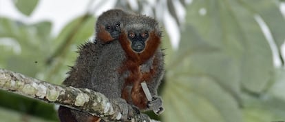 Dos monos de la especie &#039;Callicebus miltoni&#039;, reci&eacute;n descubierta.