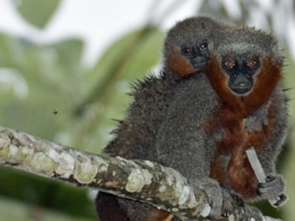 Dos monos de la especie &#039;Callicebus miltoni&#039;, reci&eacute;n descubierta.