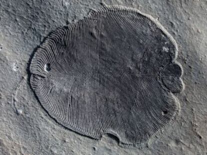 La abundancia de derivados del colesterol en fósiles de hace 558 millones de años permite resolver uno de los mayores enigmas de la paleontología