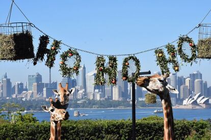 Unas jirafas se comen sus premios de temática navideña en el zoo de Taronga de Sidney, Australia.