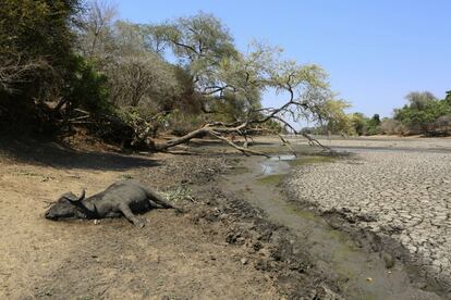 Más de 10 millones de personas en el Cuerno de África se están viendo afectadas por la peor sequía en 60 años. Según un informe publicado por Naciones Unidas, la escasez de lluvias en África oriental está causando una grave crisis alimentaria y el aumento de los índices de malnutrición en muchos países. En la imagen, el cadáver de un búfalo tendido en el Parque Nacional de Mana Pools, en Zimbabue.