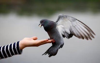 Una mujer alimenta una paloma en un parque de Minsk (Bielorrusia).