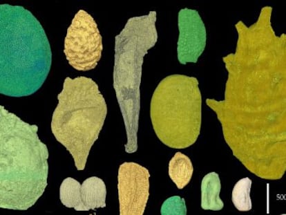 Muestra de los fósiles y las diferencias del embrión en los ejemplares estudiados.