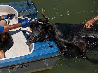 ‘Bous a la mar’: los toros no deberían nadar