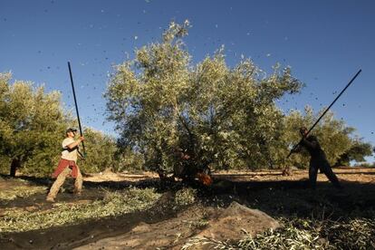 Dos agricultores trabajan en la recogida de la aceituna en Pi&ntilde;ar (Granada)
 