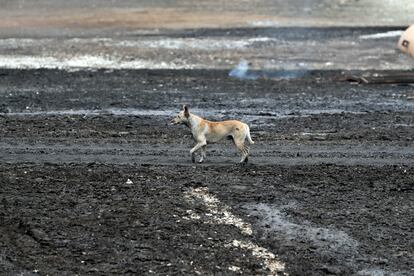 Un perro camina por la zona donde se suscitó el incendio, en la zona industrial del puerto del puerto de Matanzas.
