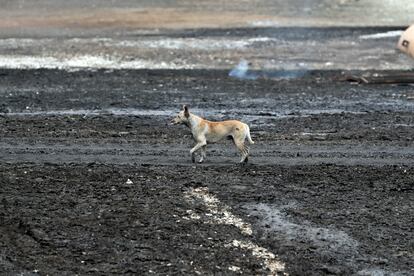 Un perro camina por la zona donde se suscit el incendio, en la zona industrial del puerto del puerto de Matanzas.