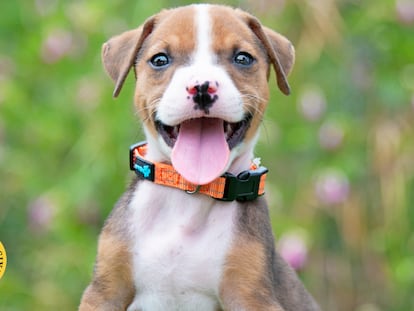 Probamos los mejores collares antiladridos. GETTY IMAGES.