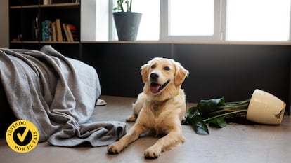 Artículo de EL PAÍS Escaparate que compara las mejores cámaras de vigilancia para mascotas de 2025.
