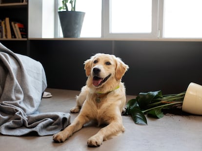 Artículo de EL PAÍS Escaparate que compara las mejores cámaras de vigilancia para mascotas de 2025.