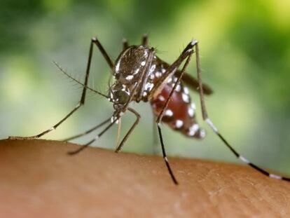 El mosquito tigre, transmisor la fiebre de chikungunya.